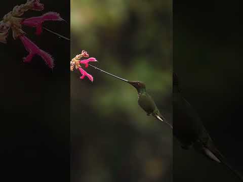 Abdulloh domla - Jannatga birinchi kiruvchu Zot