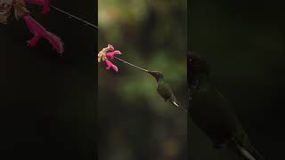 Abdulloh domla - Jannatga birinchi kiruvchu Zot