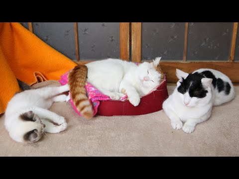 猫の動画サムネイル - うずまきLIVE配信？　放置？　　2025年07月06日