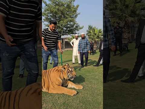 My Bengal Tiger Rocky is Very Tamed | Nouman Hassan