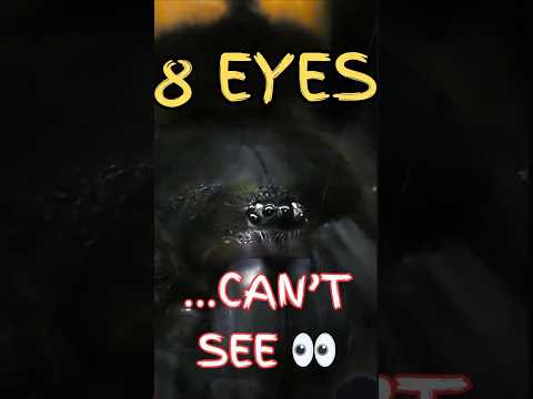 Did You Know Tarantulas Can’t See Well?