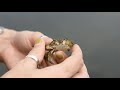 Billion Oyster Project Community Engagement