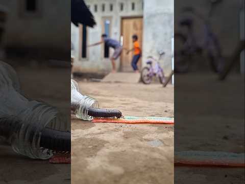 Aura farming is back, With this gum, we managed to get a millipede to run out of the bottle #shorts