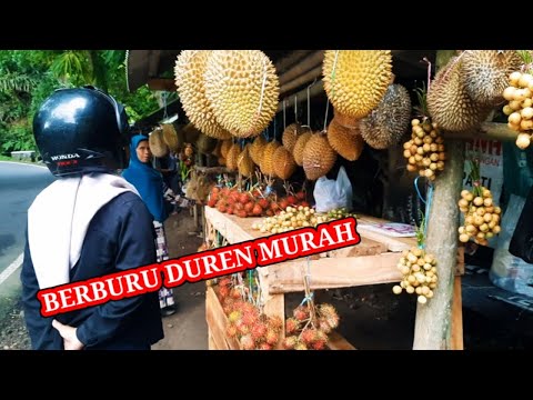 Ga Nyangka Disini Banyak Durian Murahl!! Mancing Durian Murah!! Video Viral