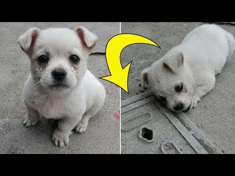 Puppy sat and whined near a storm drain every day, People were shocked to learn the reason