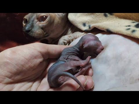 Need Help to Nurse 🩷 Newborn Sphynx Kitten