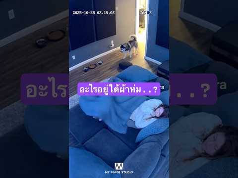 อย่าแม้แต่จะคิด…นั่นมันของชัิน!🐈🐈‍⬛🐈 #cat  #dog  #siberianhusky  #funny  #ai