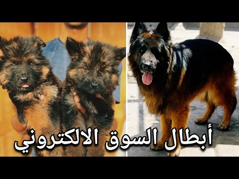 سوق الكلاب الالكتروني (خلاصة السوق)