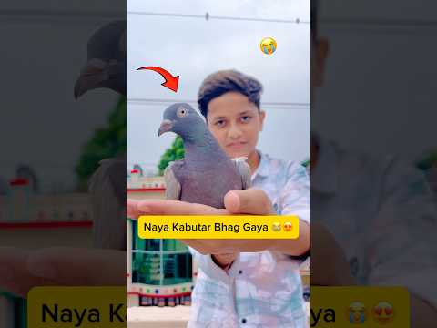 naya kabutar bhag gaya 😭😍 #minivlog #vlogs