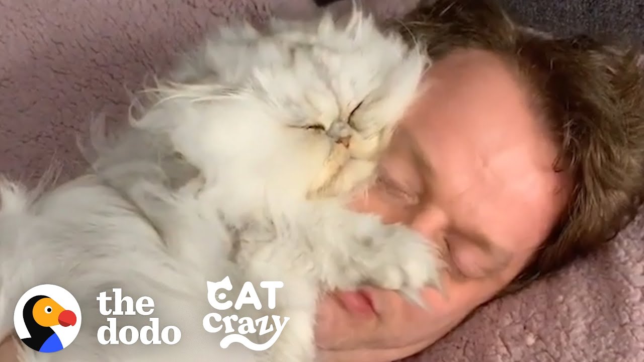 Guy Tucks His Cat Into His Own Little Bed Every Night Cat Crazy
