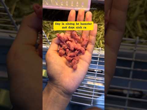 Hamster mới sinh ra sẽ như thế nào 🥰😍🐭  #viralvideo #hamster #trendingshorts #cute #pets