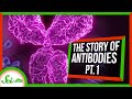 Understanding Antibodies
