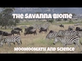 Savannah Ecosystem and Climate Facts