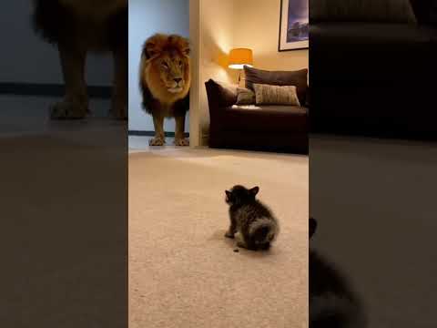 Lion vs. Kitten: The Ultimate Standoff Plot Twist 👑🔄
