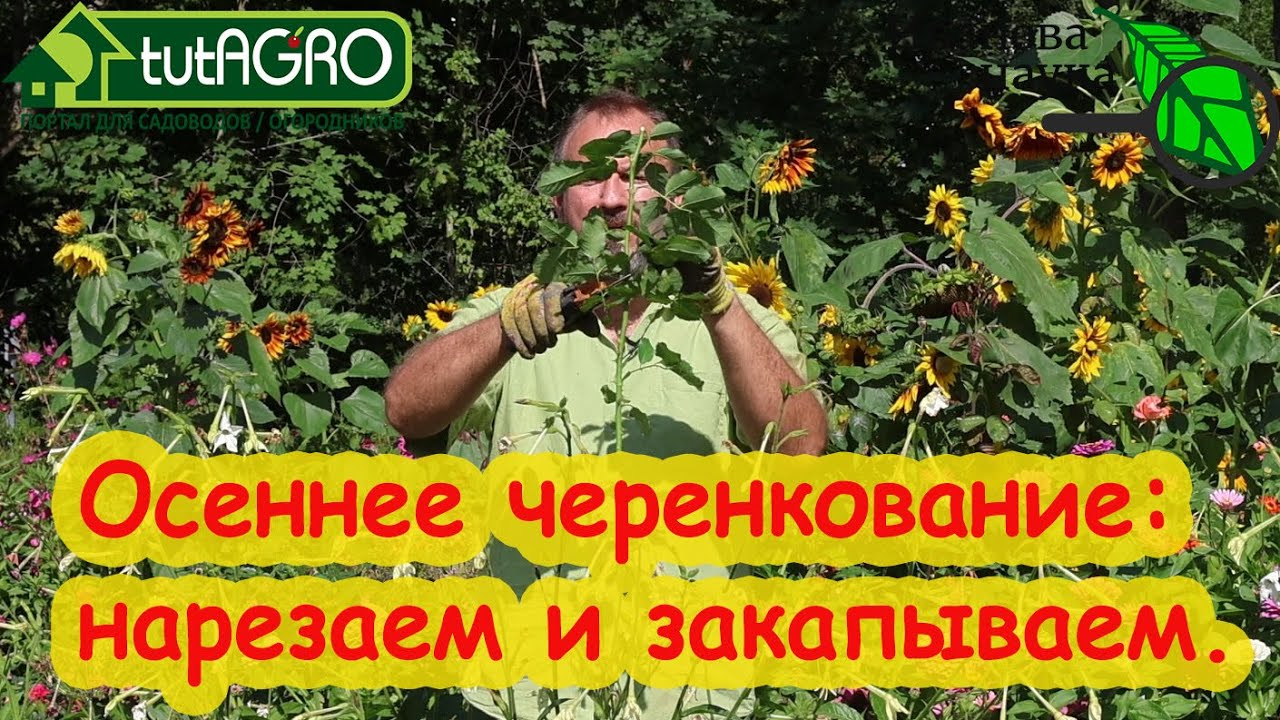 Осеннее черенкование роз. Укоренение ваших любимых сортов. Зачем покупать, если можно размножать?