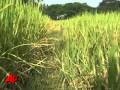 Agon Evora Rice: Benefits and Insights
