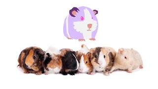 guinea pig