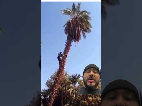 El árbol traicionero ??