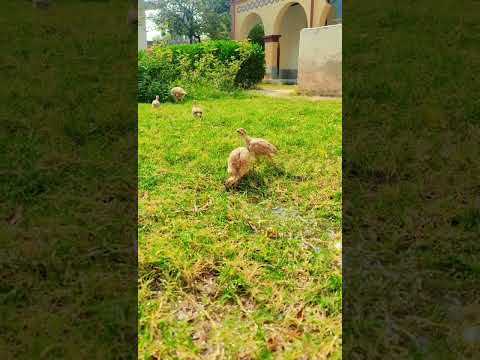 teetar family 🥰#viral #foryou