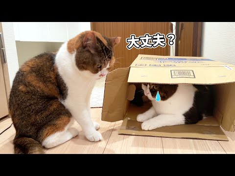 落ち込んでしまった弟が心配で離れない姉猫の姿に感動しました…涙