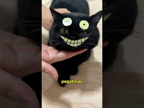 Don't keep a black cat#animals #cat