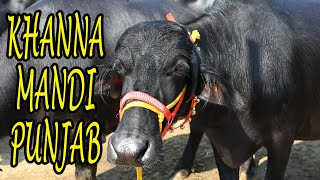 TOP MURRAH BUFFALO FROM KOTAKPURA AT KHANNA MANDI PUNJAB