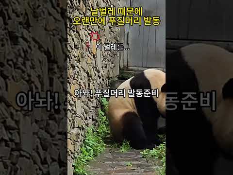 선수핑에서 발동한 푸질머리. 푸바오 사롸있뇌 #푸바오 #fubao #푸질머리 #선수핑