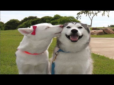 Funny and cute husky videos compilation