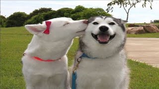 Funny and cute husky videos compilation