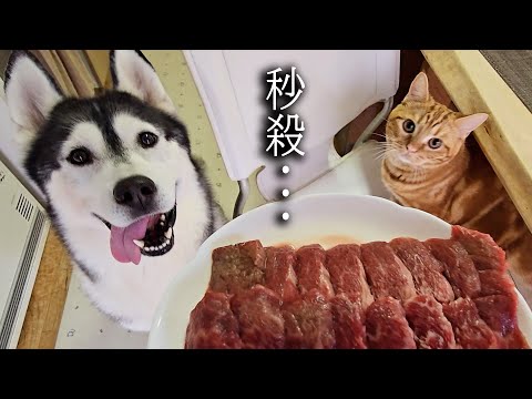 大好物なお肉を食べた子猫と犬達の反応がこちらです...