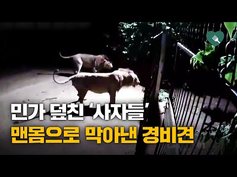 민가에 출몰한 사자들을 막아낸 경비견들