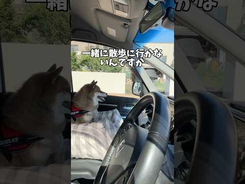 柴犬多頭飼いで散歩を分ける理由と日常の様子 サムネイル