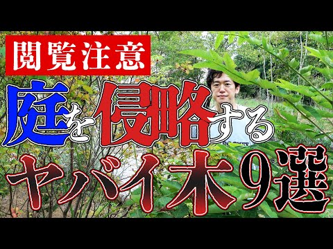 【今すぐ確認】　庭に生えていたらヤバイ木９選