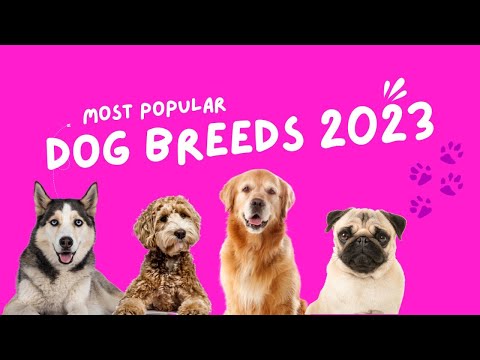 Favorite Dog Breeds: French Bulldogs vs. Golden Retrievers 🐶 💕  - #doglover #frenchbulldogs