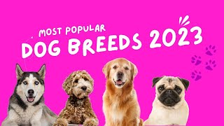 Favorite Dog Breeds: French Bulldogs vs. Golden Retrievers 🐶 💕  - #doglover #frenchbulldogs