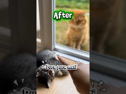 drama Si Mujair #lucu #kucinglucu #memes #komedi