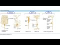 Neurons: Structure and Function Concepts