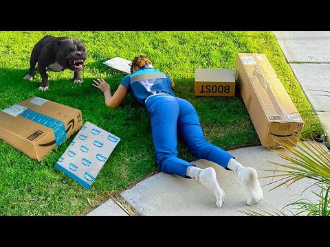 حيوانات مجنونة تفاجئ عمال التوصيل في لحظات لا تُصدق!