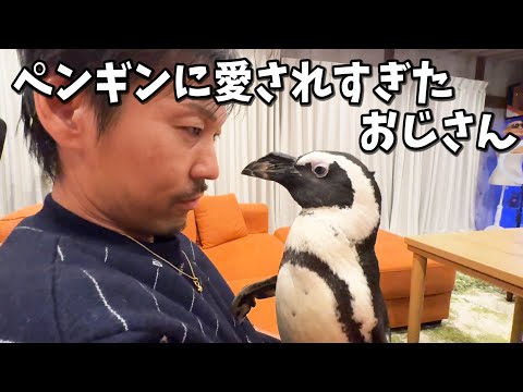 ペンギンの愛情表現の仕方が想像を超えてきた件
