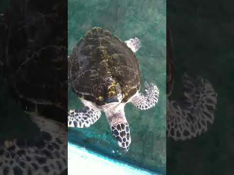 Turtle | Hawksbill sea turtle #turtle #hawksbillturtle #animals #marinelife