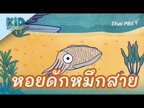 หอยดักหมึกสาย | Kid Rangers ปฏิบัติการเด็กช่างคิด