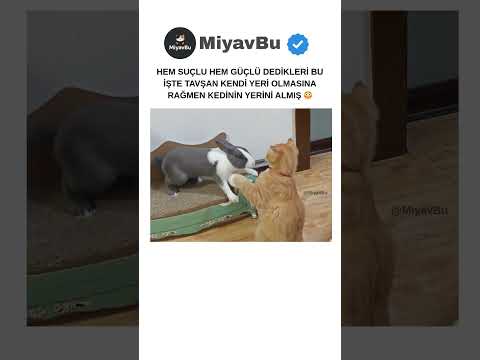 HEM SUÇLU HEM GÜÇLÜ! 😼 #cat #catshorts #kedi #kedishorts #shorts #kedivideoları #cats #keşfet