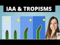 IAA and Plant Growth Responses