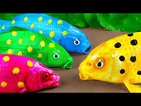 스톱모션 ASMR Colorful Koi Fish Carp & Crocodile, Koi Fish, Catfish, Sea Crab - Animation 다채로운 잉어 연못