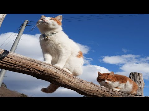 猫の動画サムネイル - 爪とぎちろぽん　250506