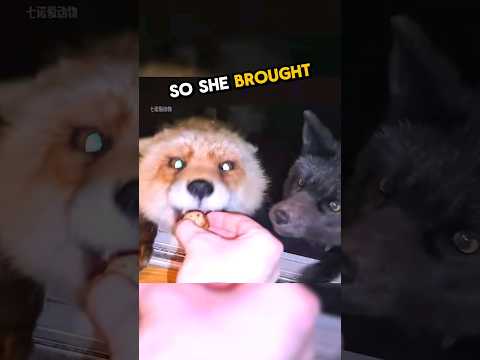 This girl gave a fox an egg and this happened... 🥹💕 #animals #fox #wholesome