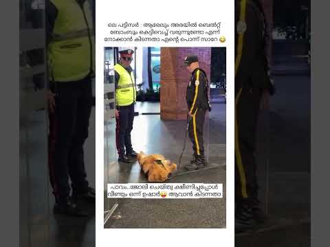 ലെ പട്ടിസർ: Boss വരുമ്പോൾ എന്നെയൊന്നു തട്ടിവിളിക്കാമായിരുന്നു 😖😖#kerala #malayalam #shorts