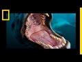 Antarctic Adventure with a Leopard Seal