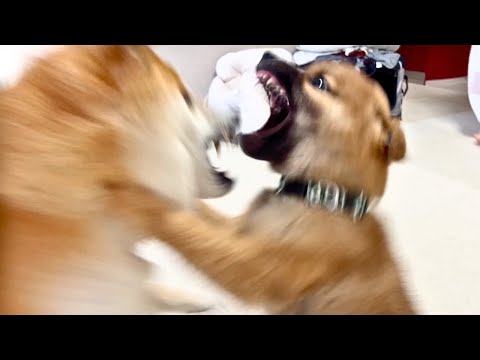 仲良しな柴犬姉弟が初めて大喧嘩をしてしまいました…