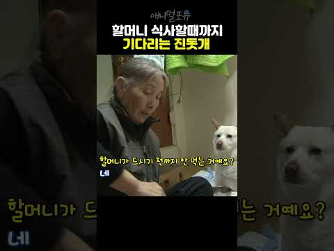 🐕 할머니 숟가락 들기전까지 안먹고 기다리는 백구